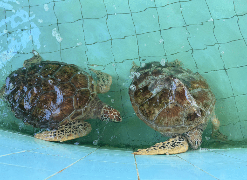 Tortugas en el sur de Tailandia