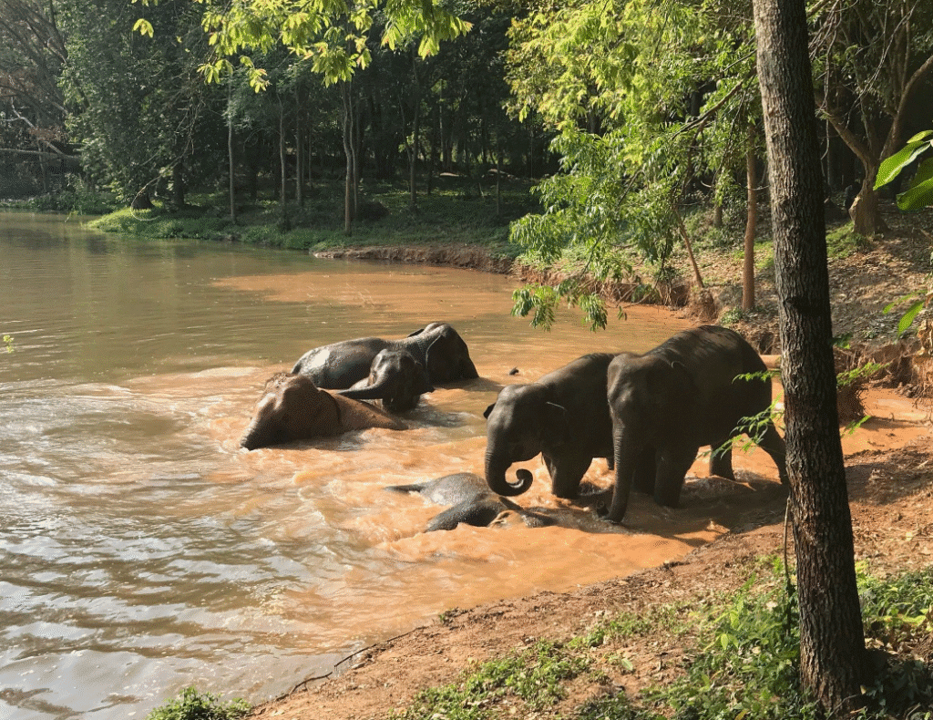 elefantes phitsanulok