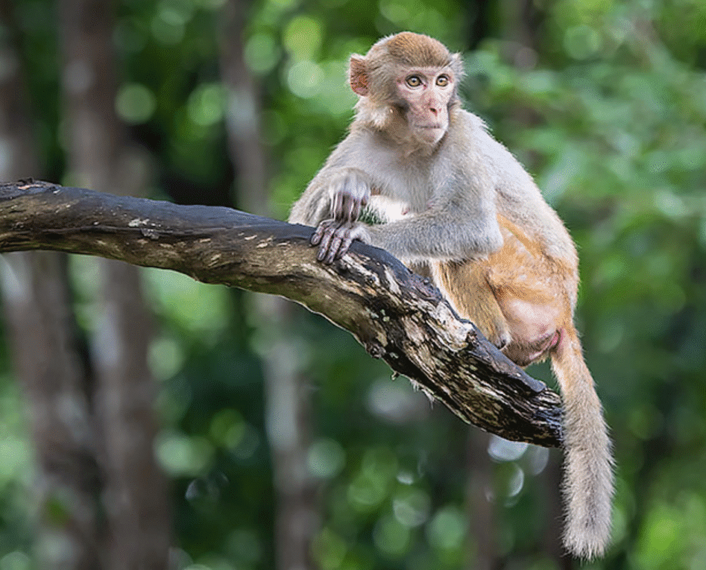 mono en tailandia