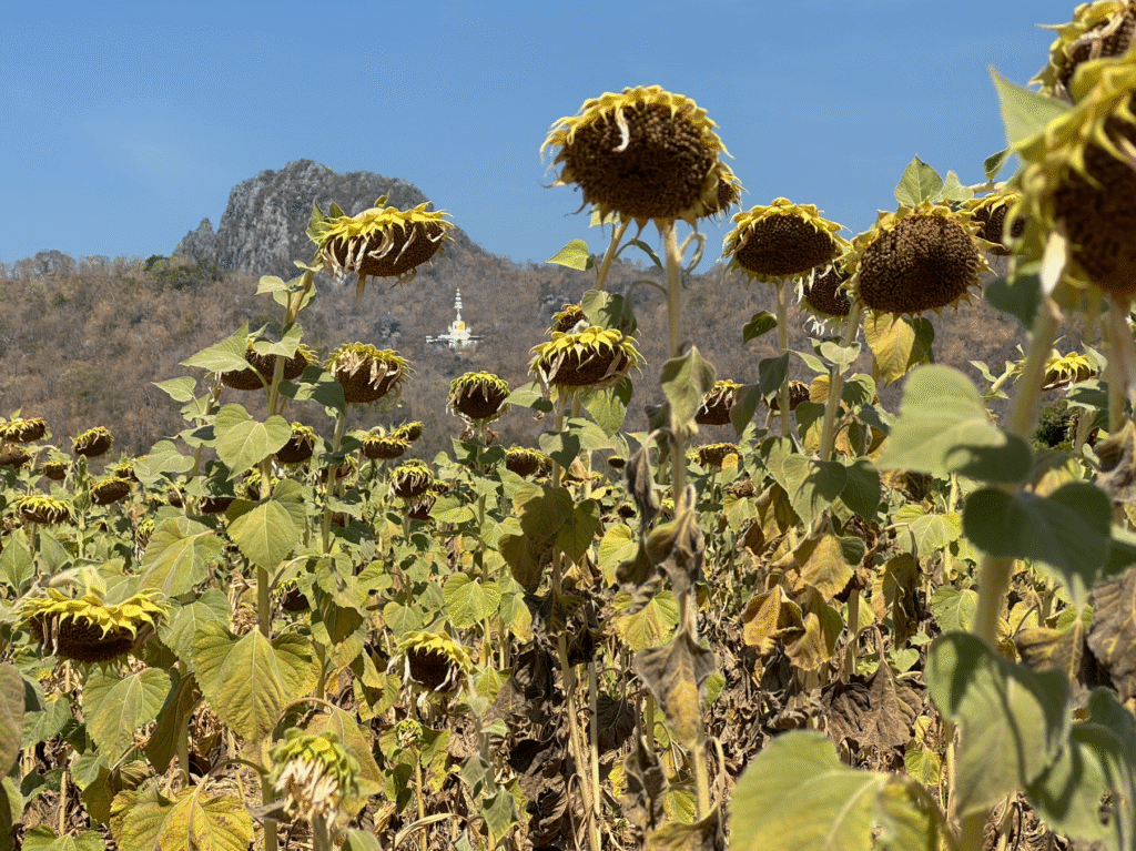 lopburi girasoles tailandia
