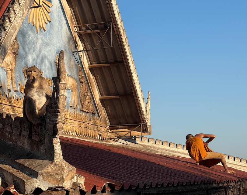 monkeys lopburi