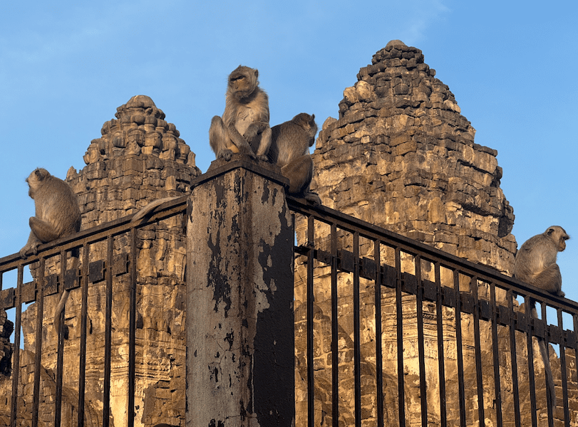 lopburi ciudad de los monos