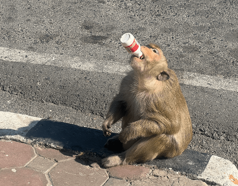 que ver en lopburi tailandia