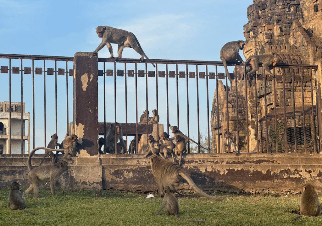 Lopburi templo de los monos