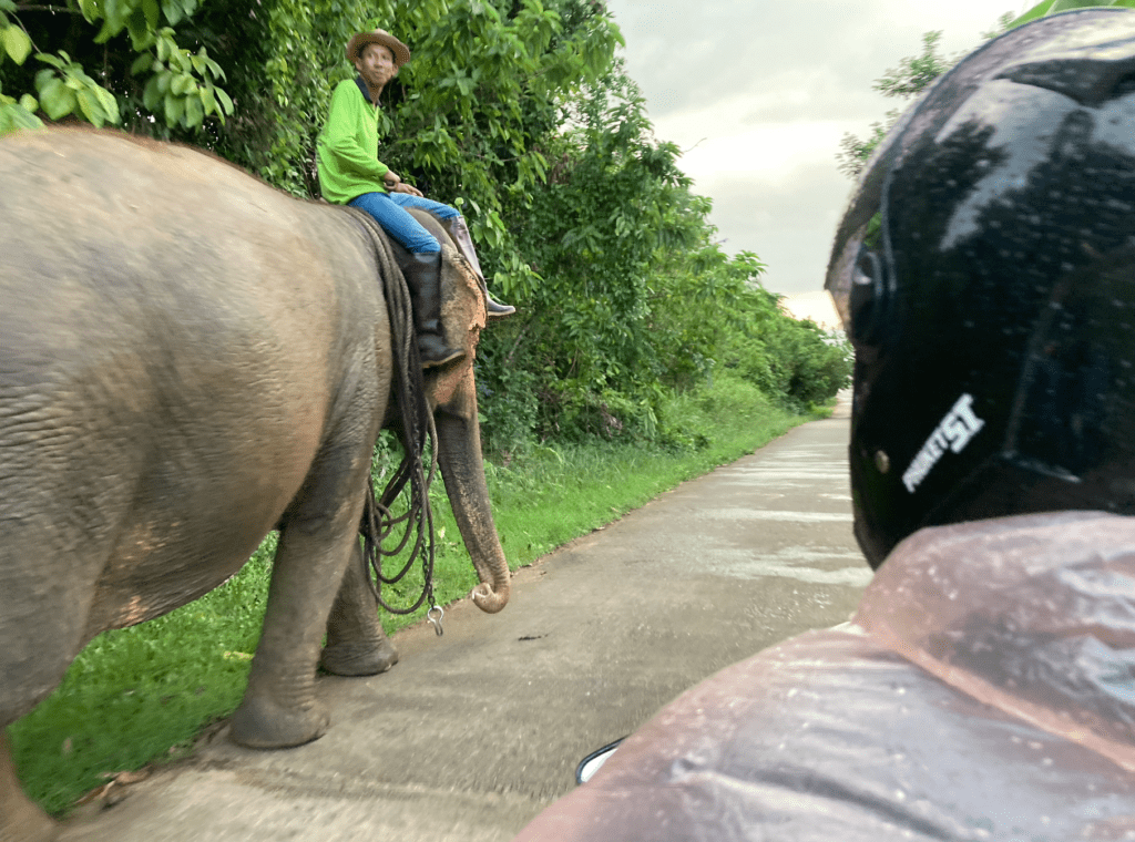 elefante koh yao yai