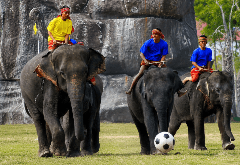 Surin Elephant Festival isan