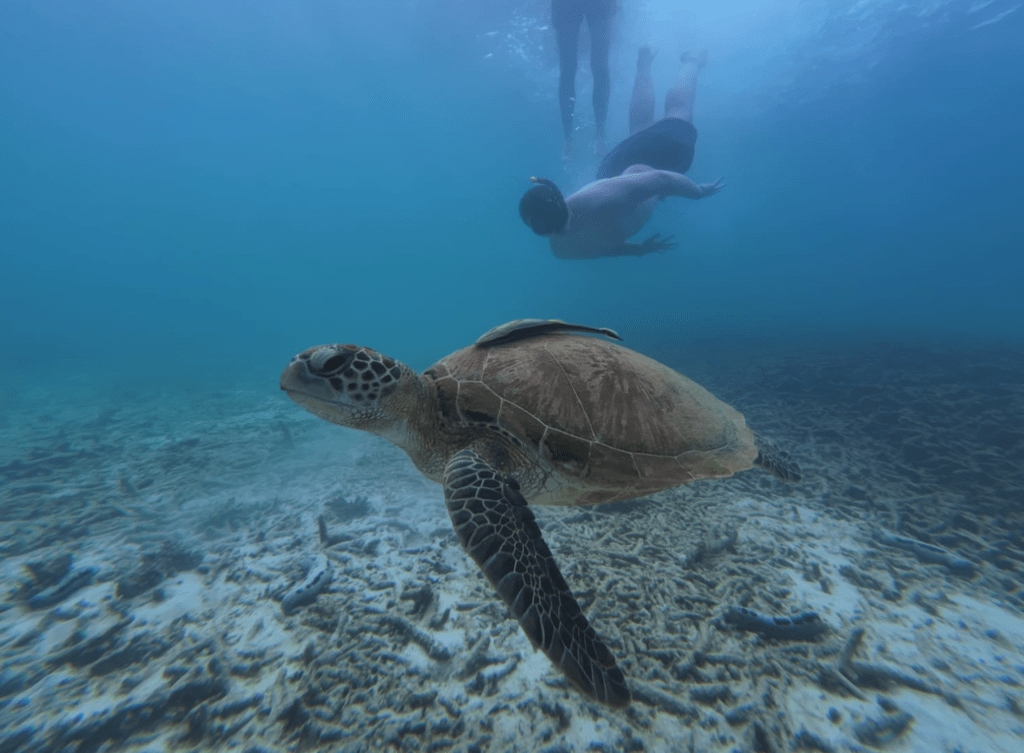chumphon snorkel