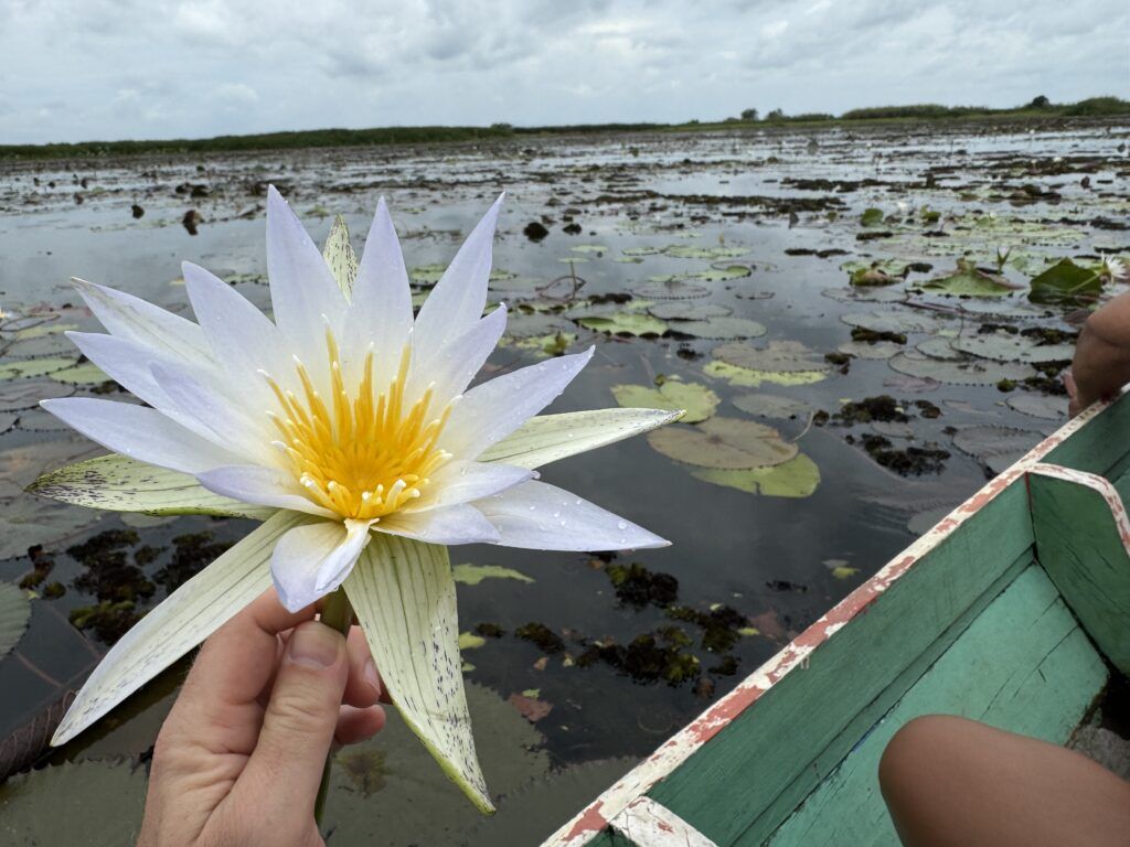 flor de loto tailandia